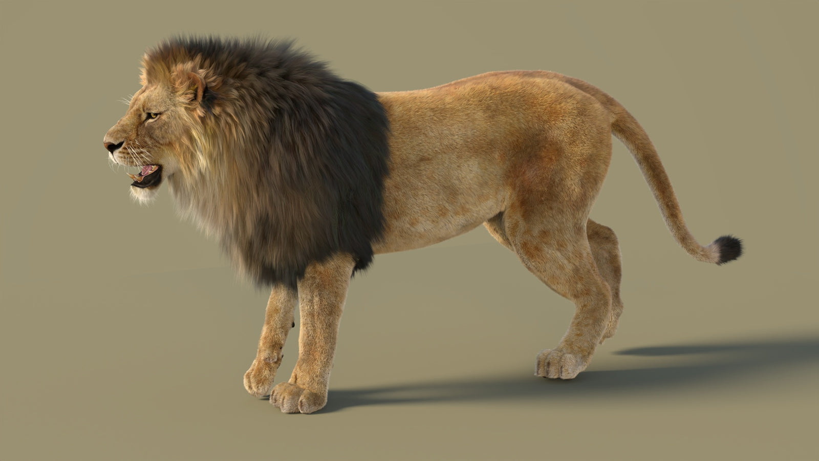 Animated Lion 3D Model with Fur 360° view 2 frame 10