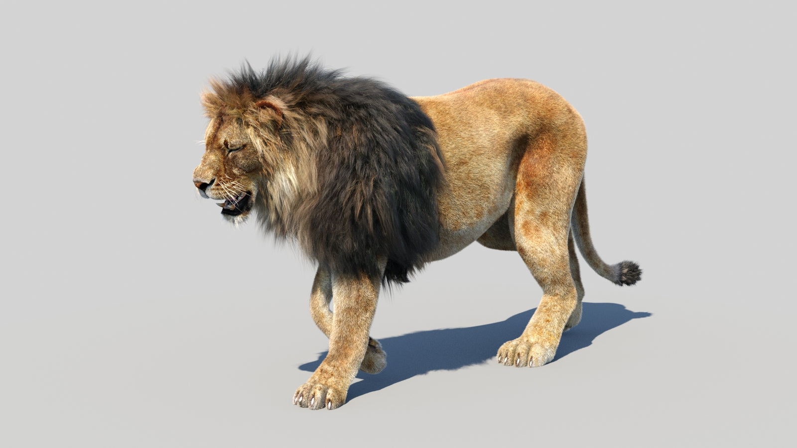 Animated Lion 3D Model Fur 360° view 2 frame 10