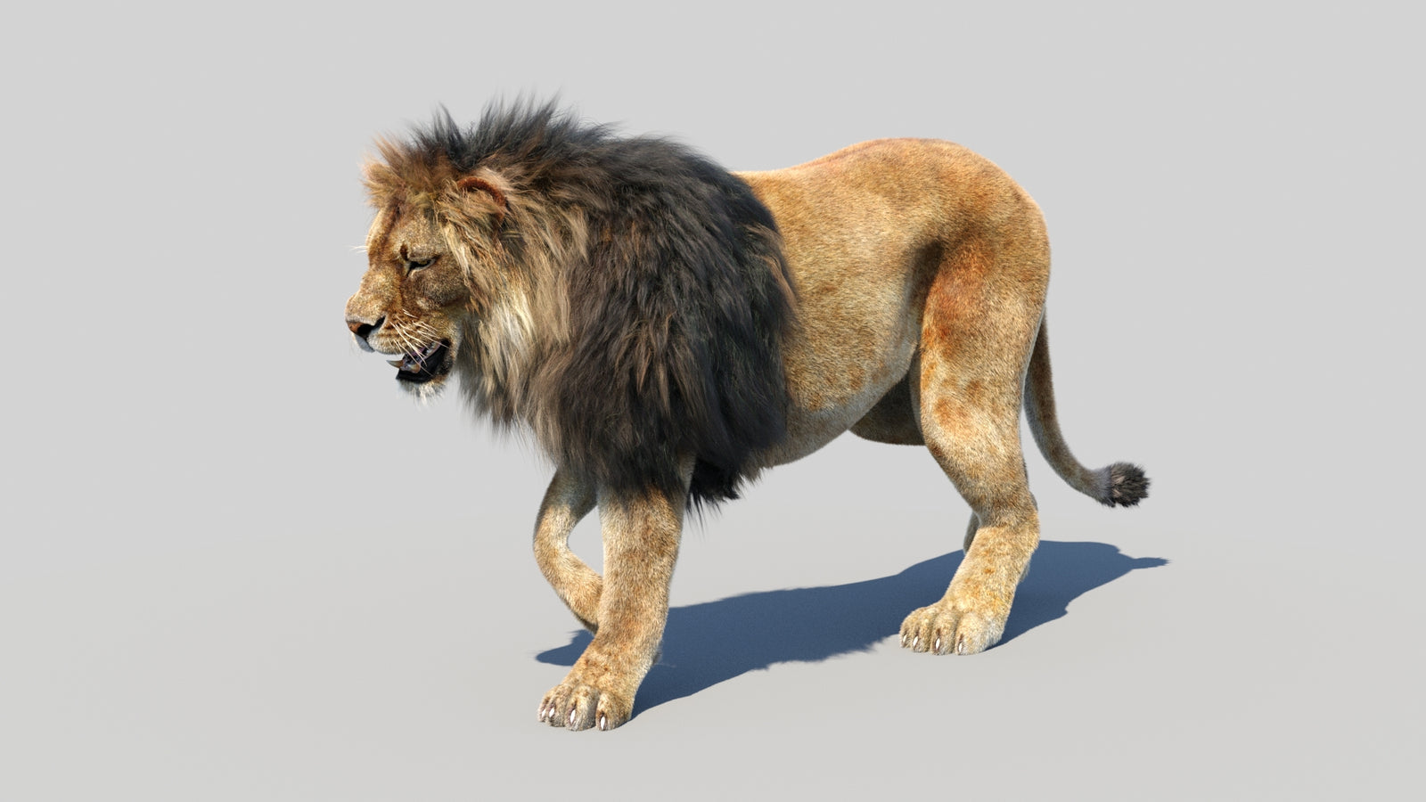 Animated Lion 3D Model Fur 360° view 2 frame 11