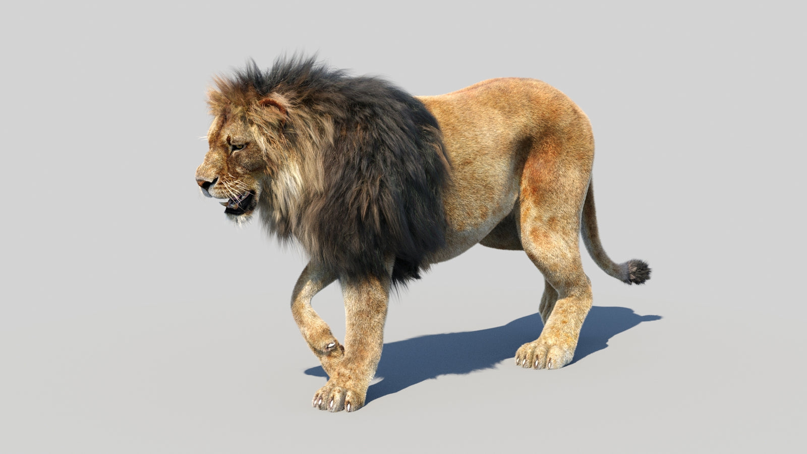 Animated Lion 3D Model Fur 360° view 2 frame 12