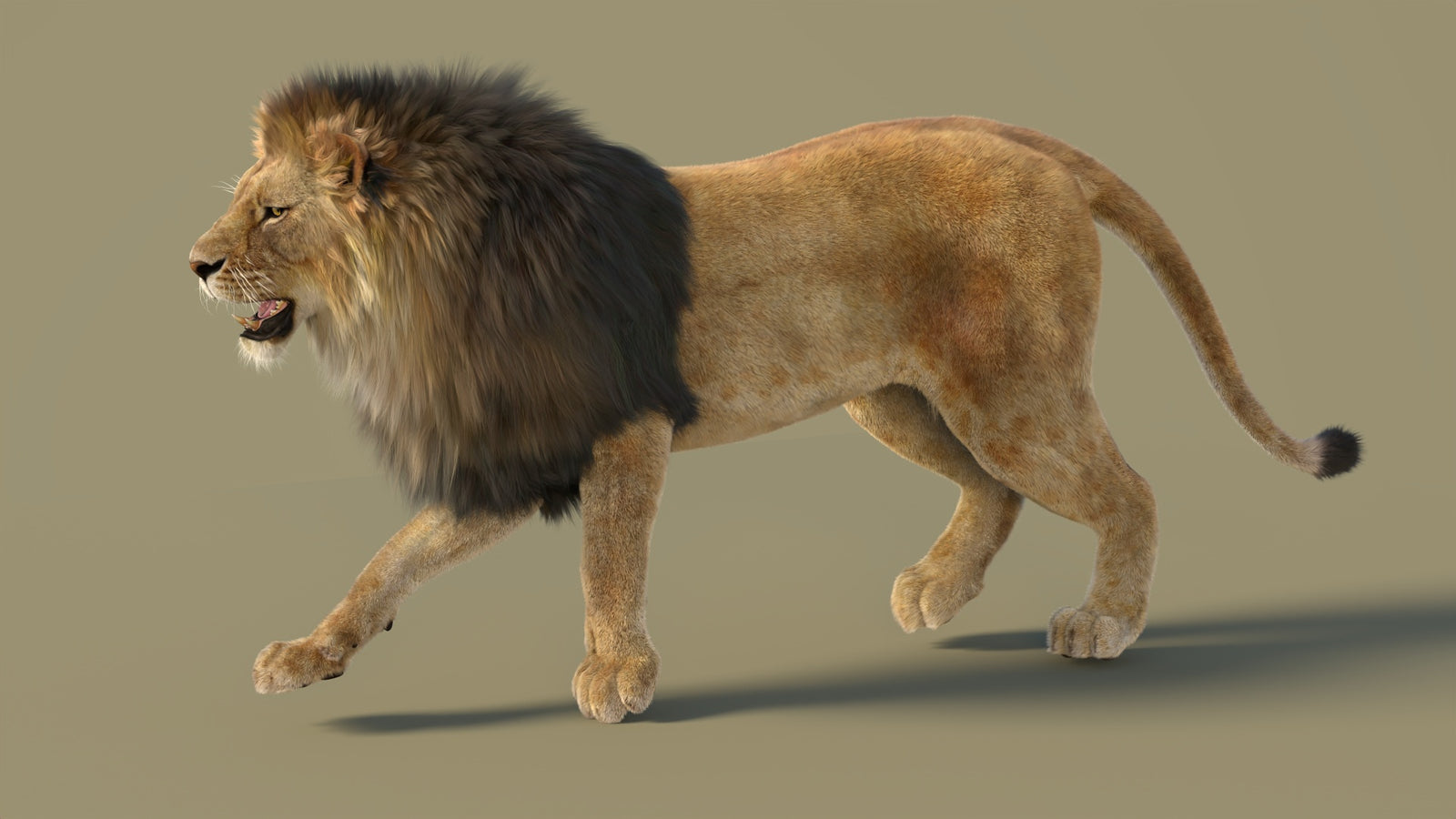 Animated Lion 3D Model with Fur 360° view 2 frame 14