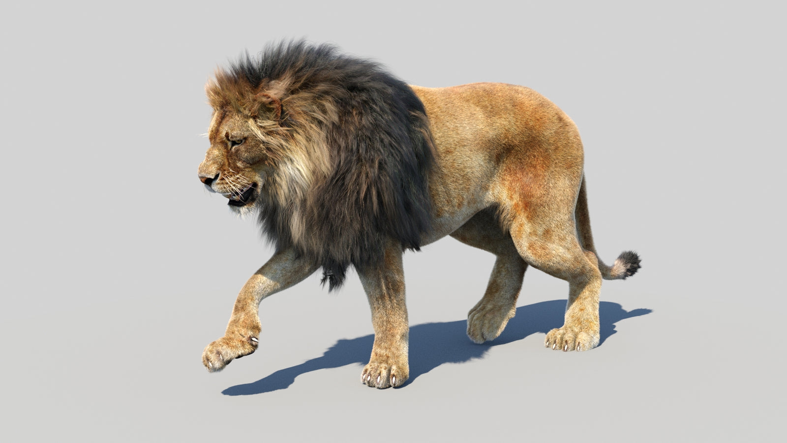 Animated Lion 3D Model Fur 360° view 2 frame 20