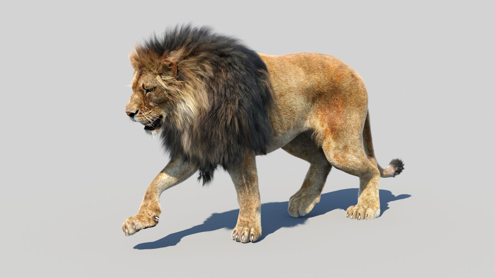 Animated Lion 3D Model Fur 360° view 2 frame 21
