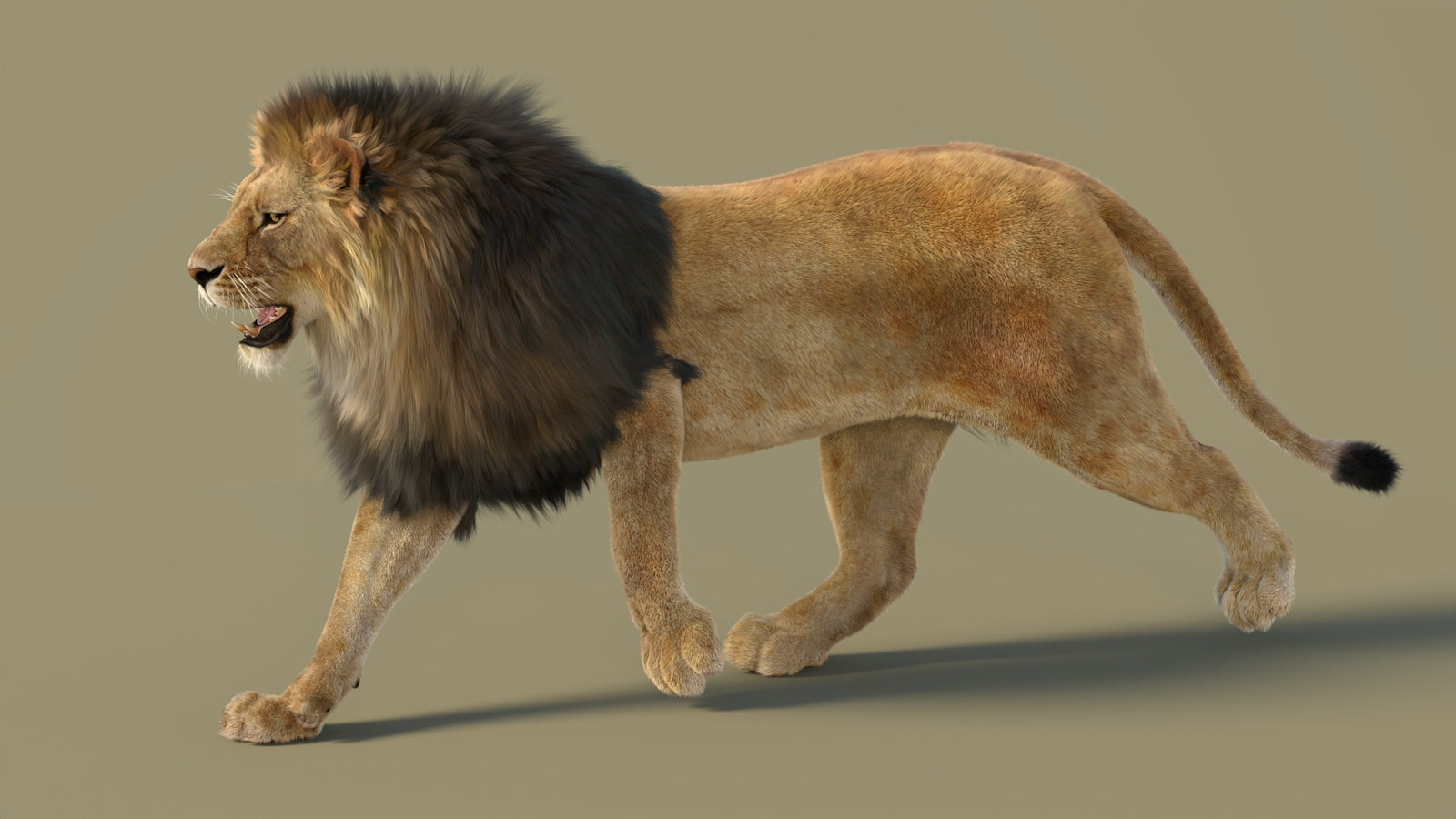 Animated Lion 3D Model with Fur 360° view 2 frame 22