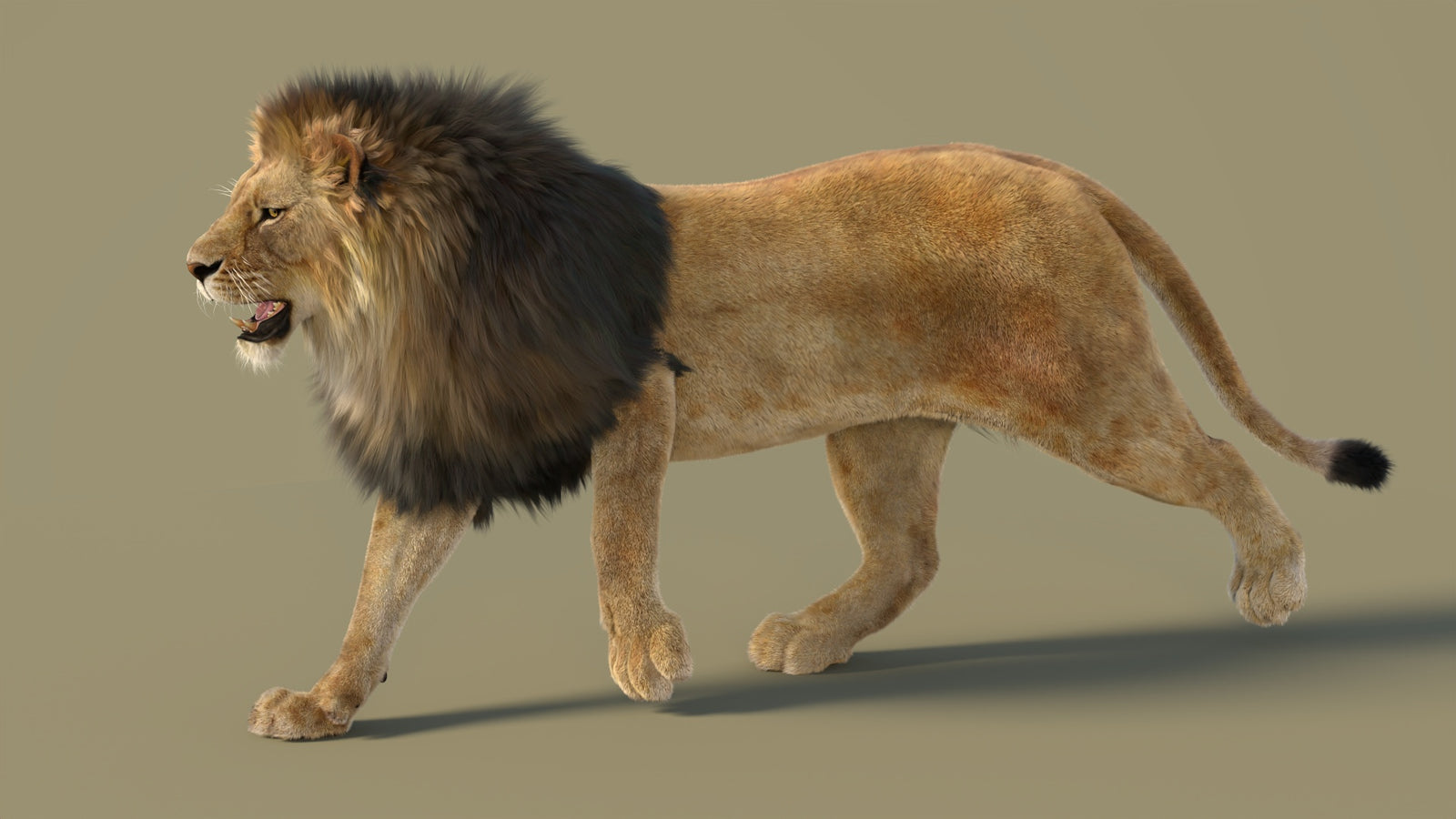 Animated Lion 3D Model with Fur 360° view 2 frame 23