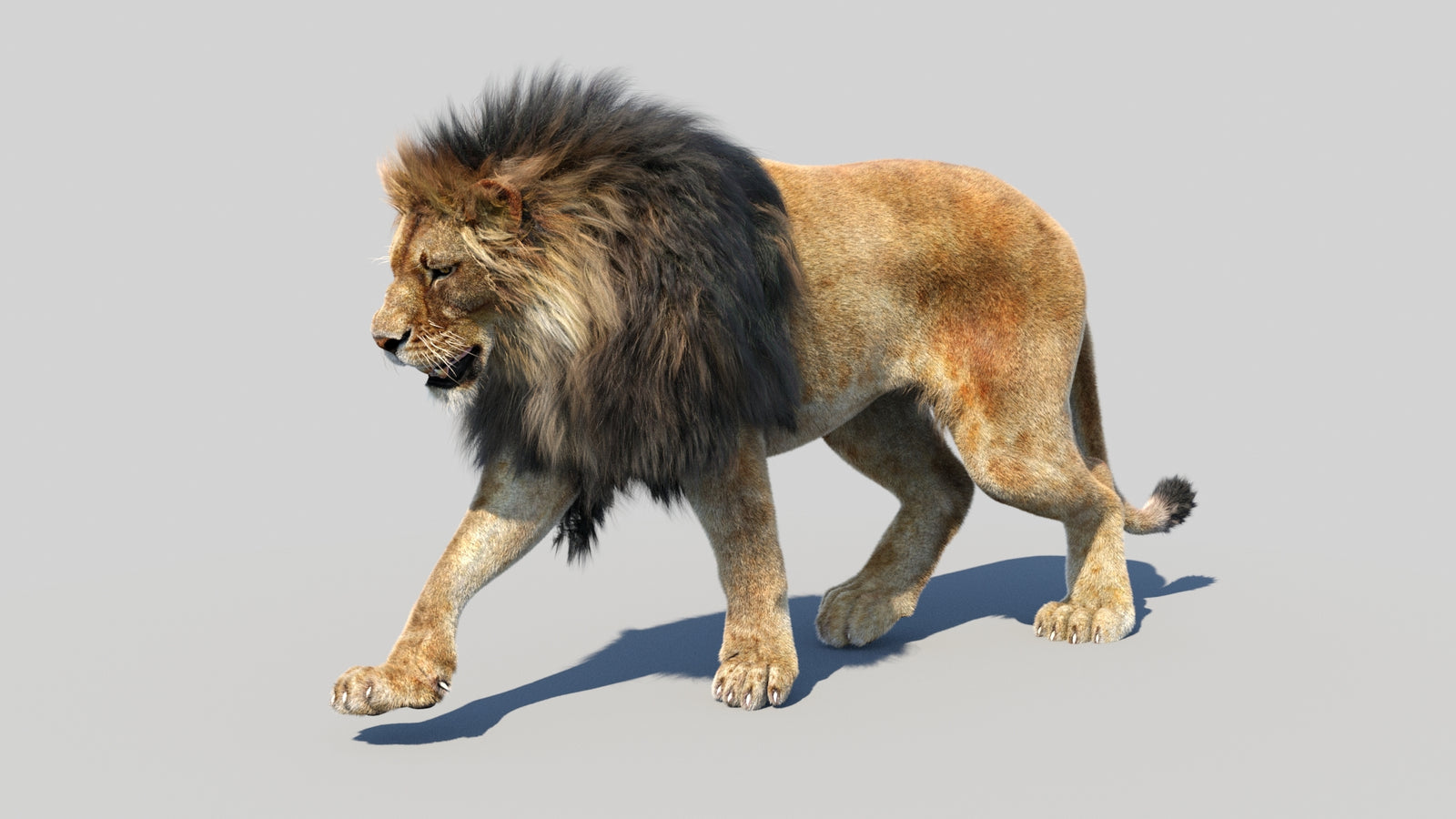 Animated Lion 3D Model Fur 360° view 2 frame 23
