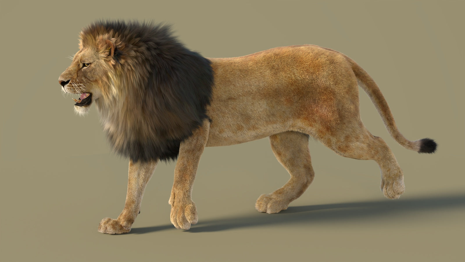 Animated Lion 3D Model with Fur 360° view 2 frame 25
