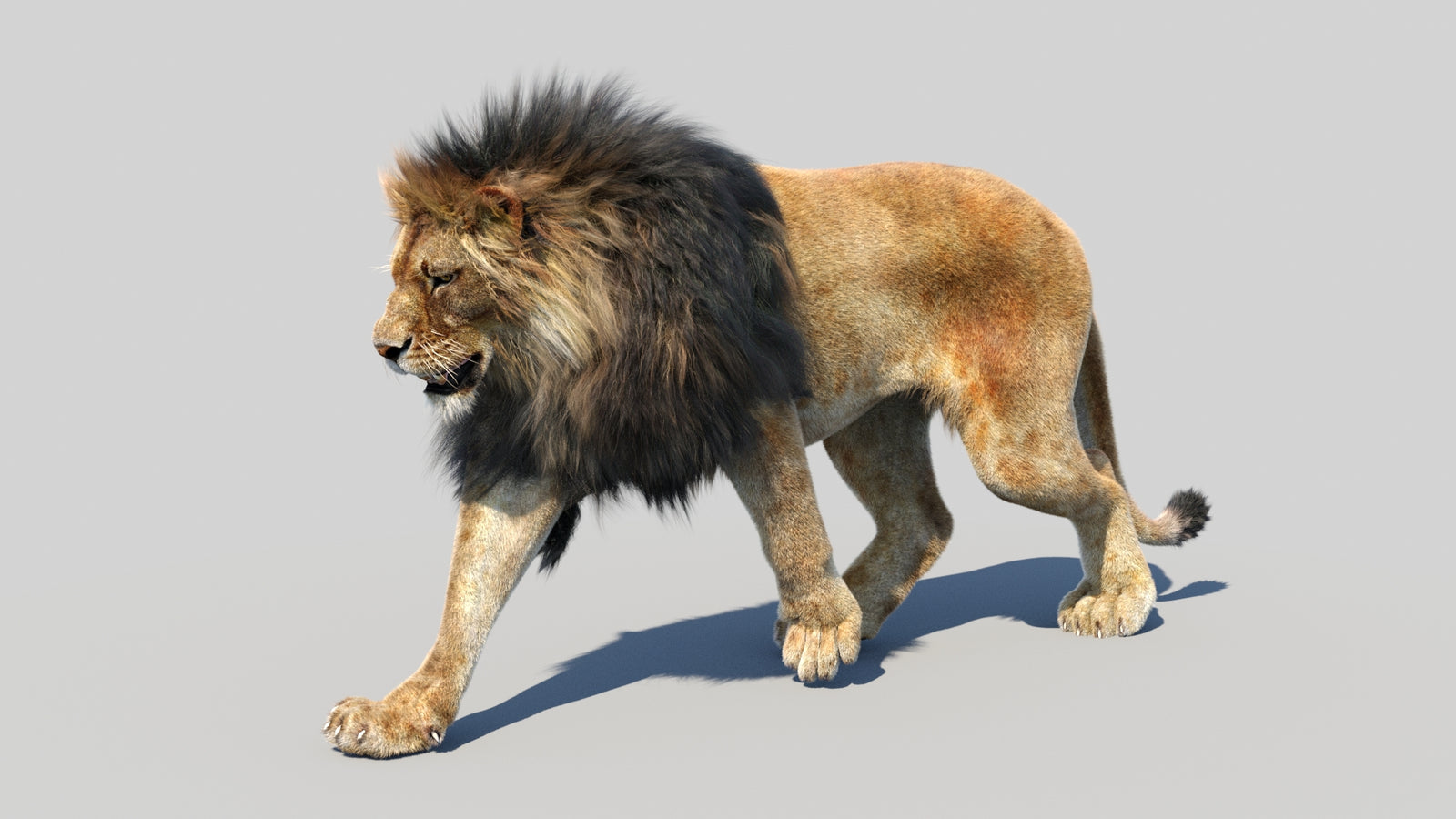 Animated Lion 3D Model Fur 360° view 2 frame 26