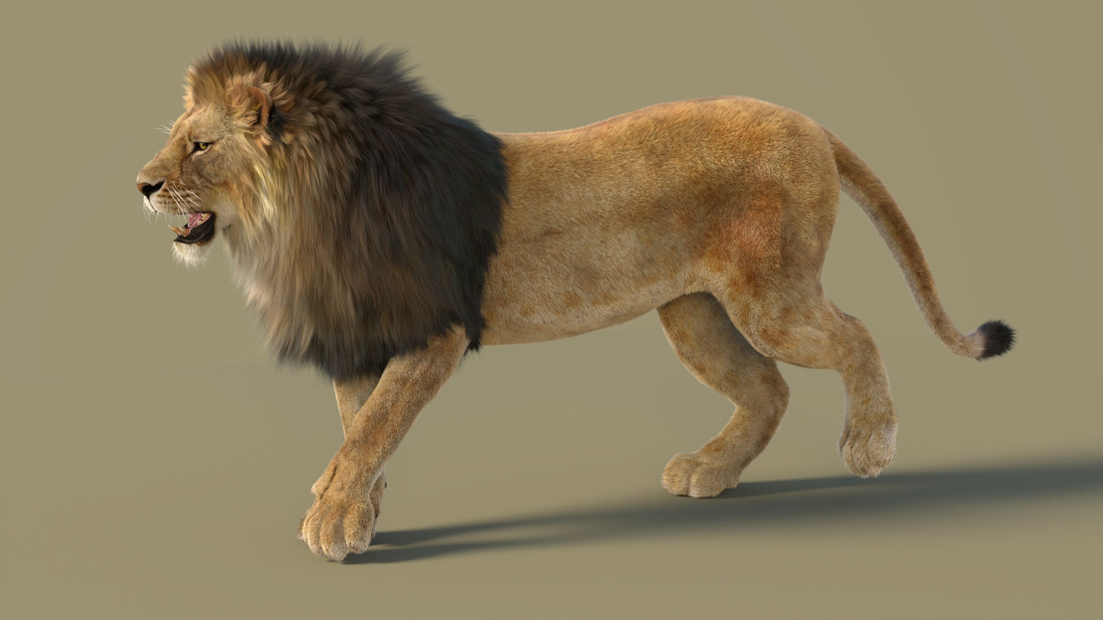 Animated Lion 3D Model with Fur 360° view 2 frame 28