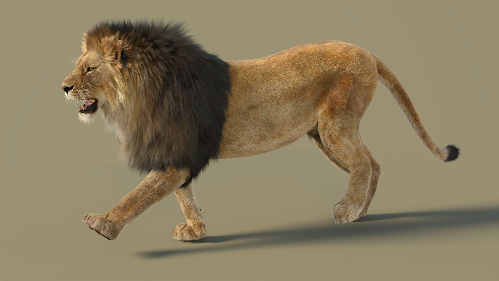 Animated Lion 3D Model with Fur 360° view 2 frame 32