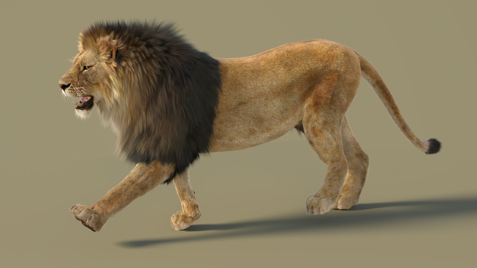Animated Lion 3D Model with Fur 360° view 2 frame 33