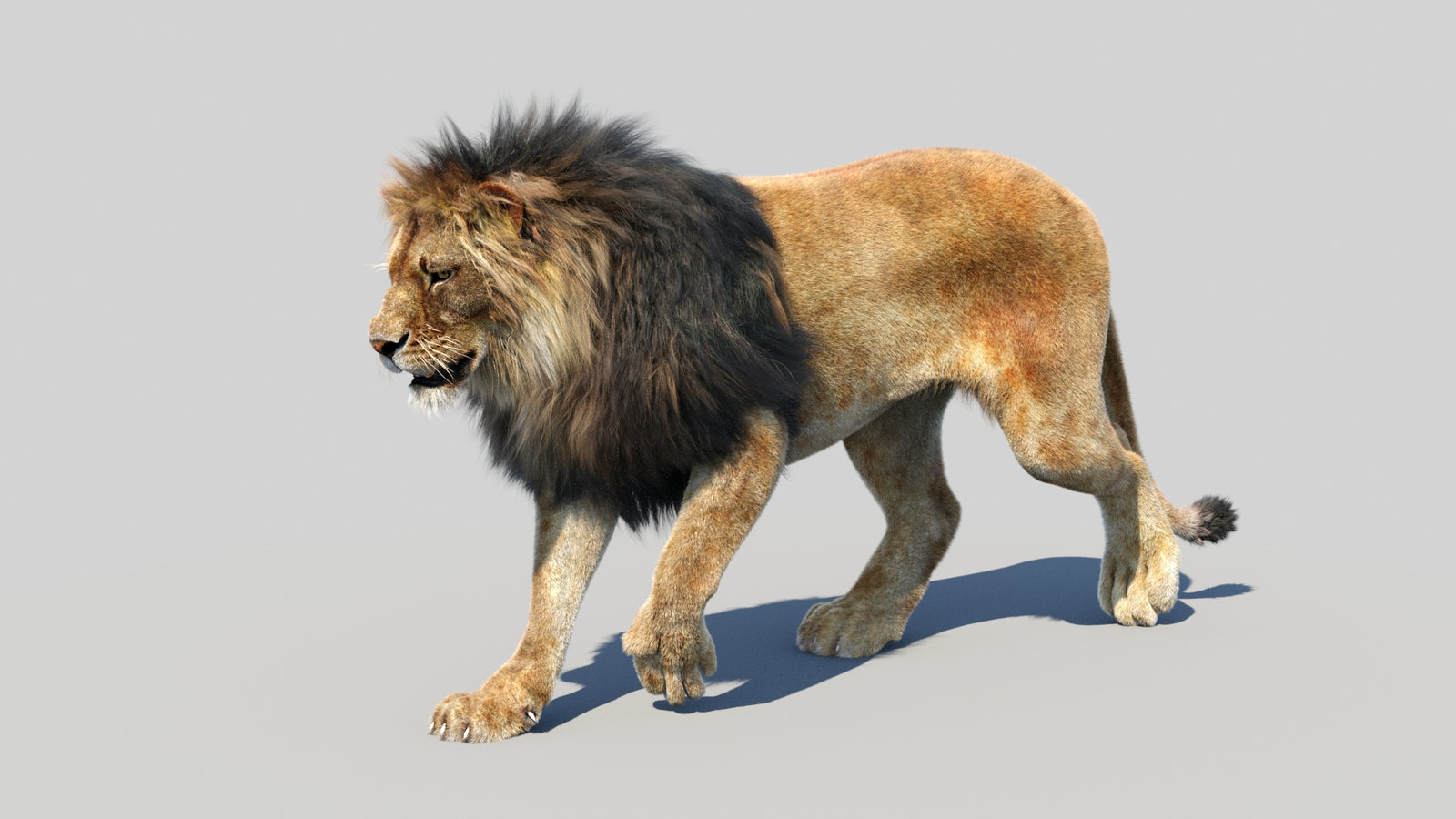 Animated Lion 3D Model Fur 360° view 2 frame 33