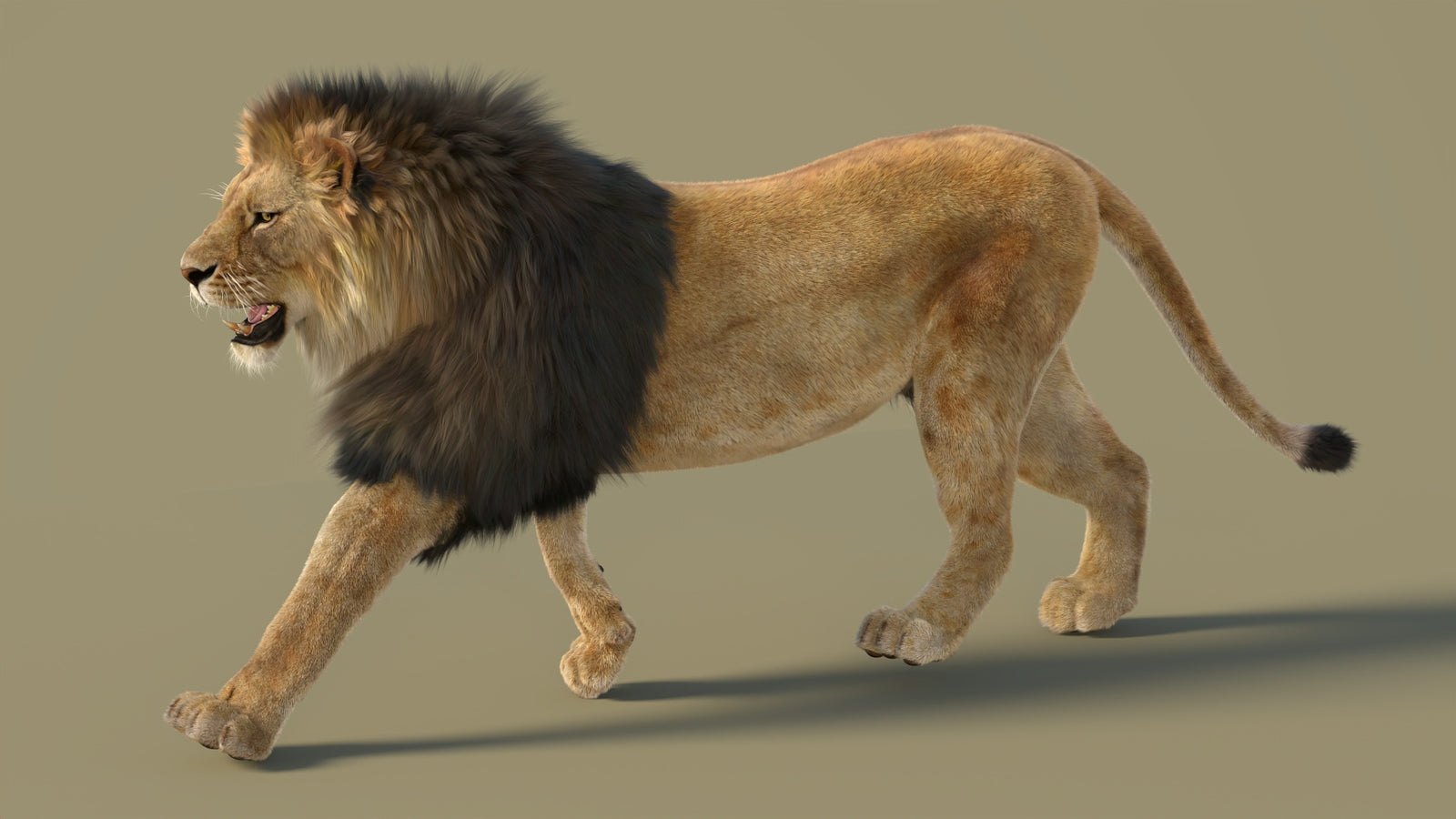 Animated Lion 3D Model with Fur 360° view 2 frame 35