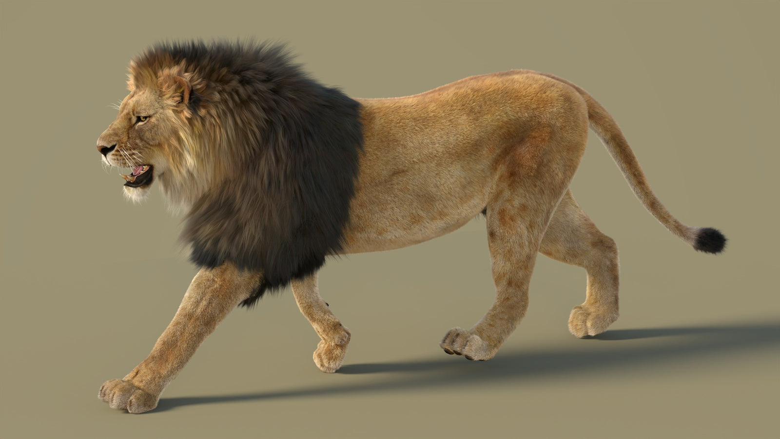 Animated Lion 3D Model with Fur 360° view 2 frame 36
