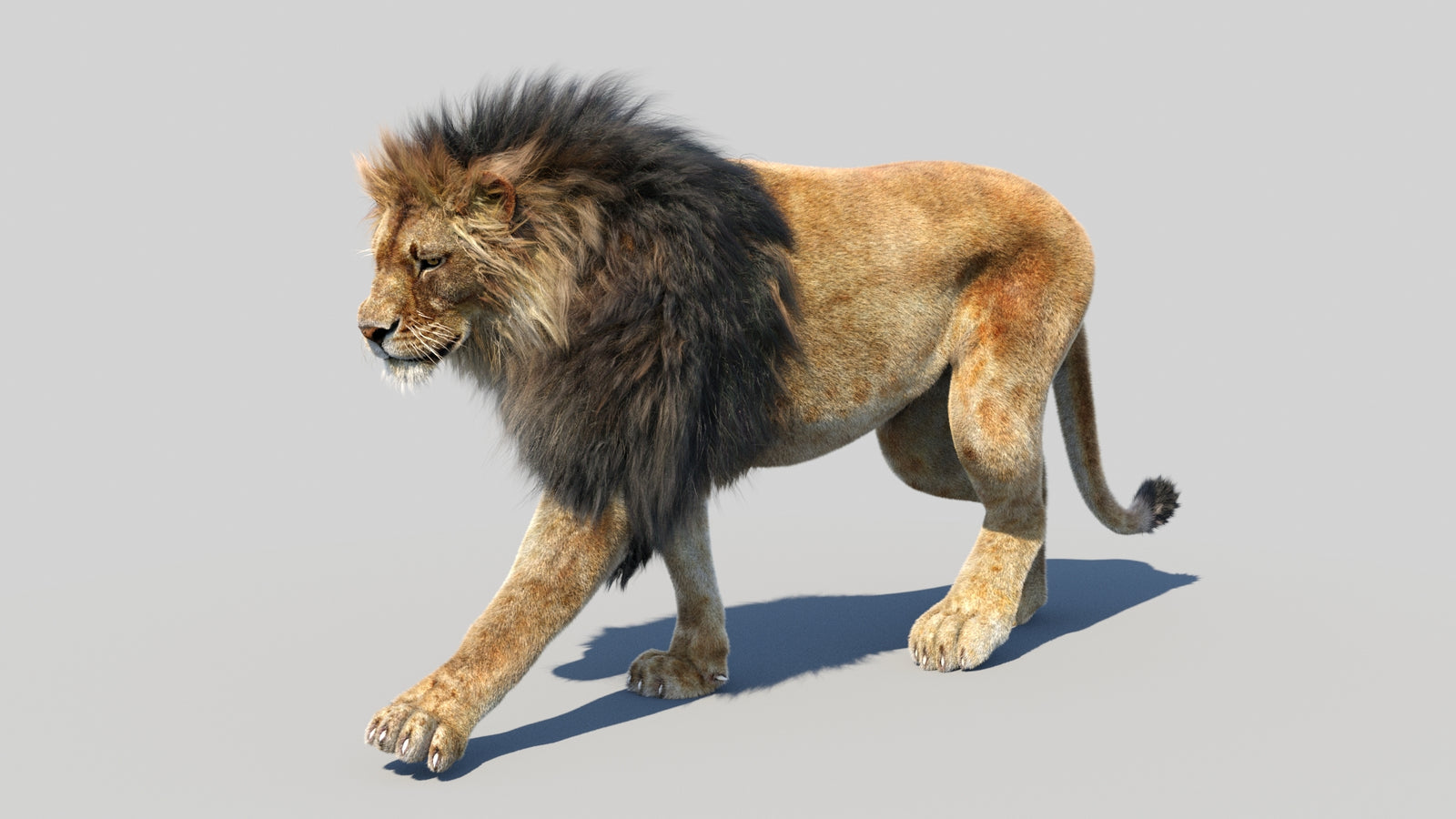 Animated Lion 3D Model Fur 360° view 2 frame 48