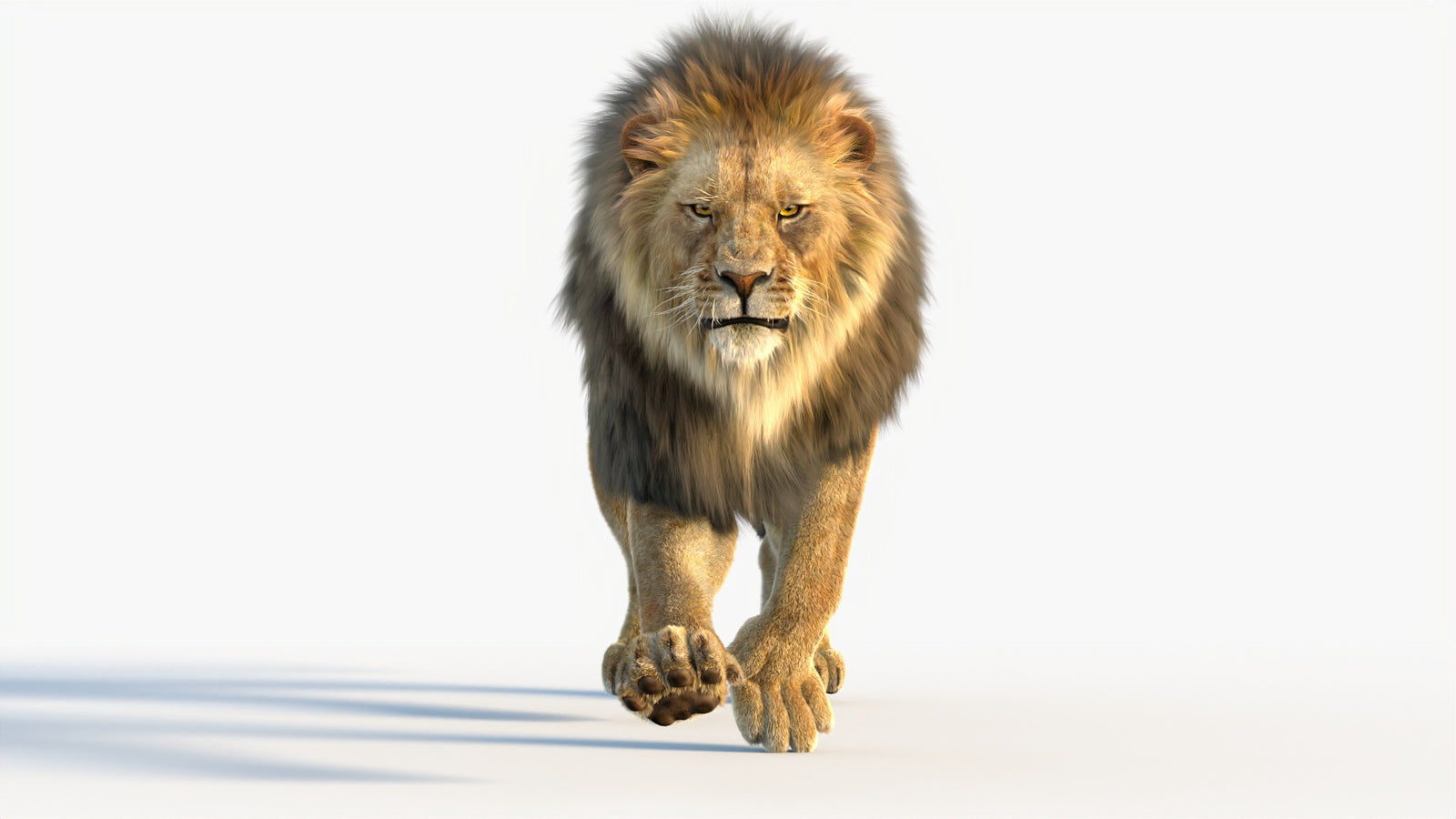 Animated Lion 3D Model with Fur 360° view 4 frame 16