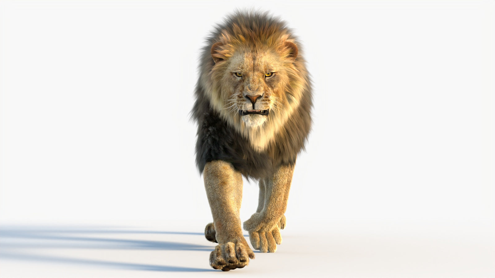 Animated Lion 3D Model with Fur 360° view 4 frame 19