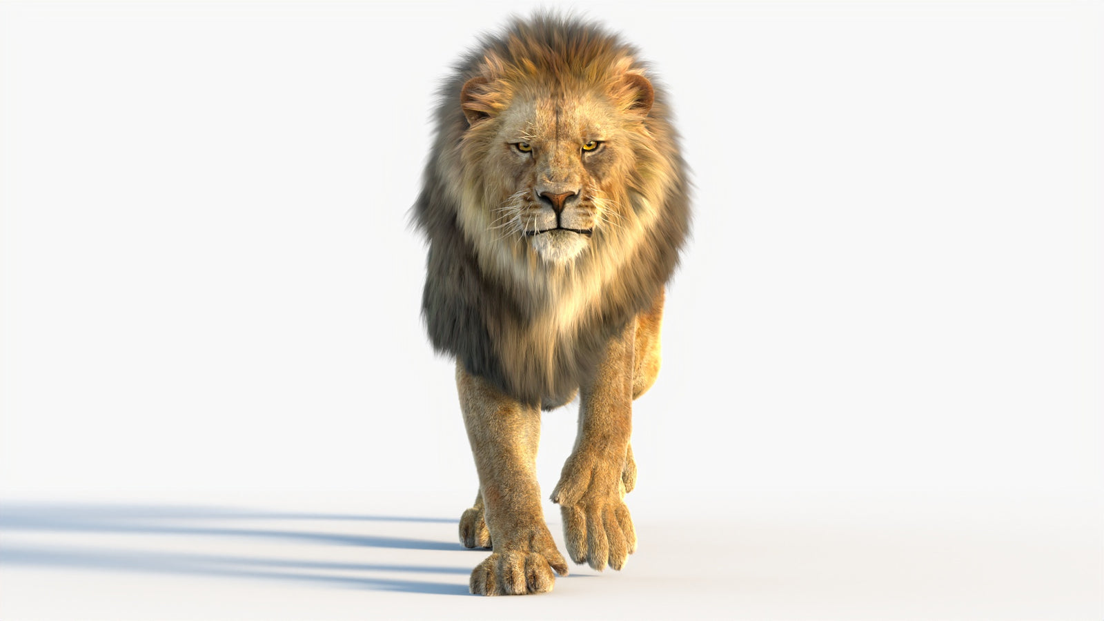 Animated Lion 3D Model with Fur 360° view 4 frame 61
