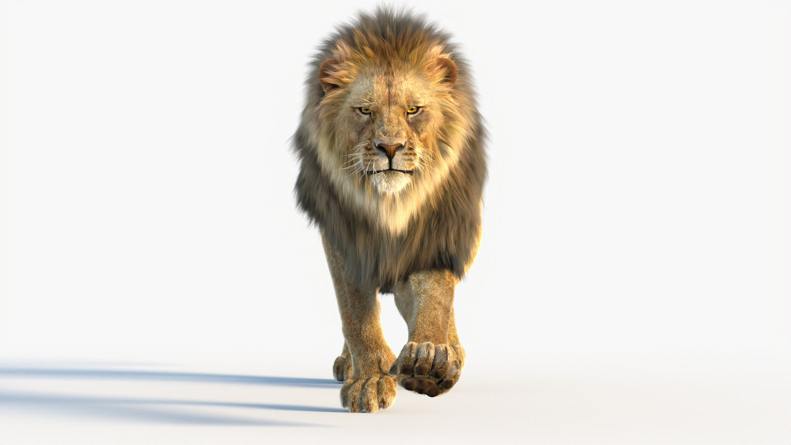 Animated Lion 3D Model with Fur 360° view 4 frame 69