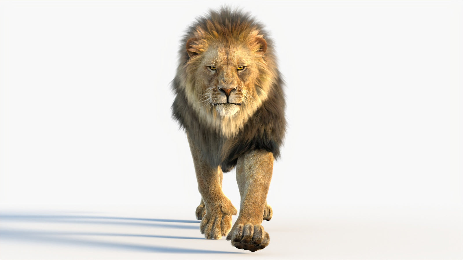 Animated Lion 3D Model with Fur 360° view 4 frame 71