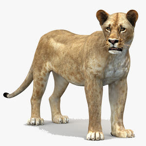 Lioness Rigged 3D Model Thumbnail