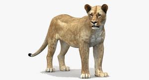Lioness Rigged 3D Model Thumbnail