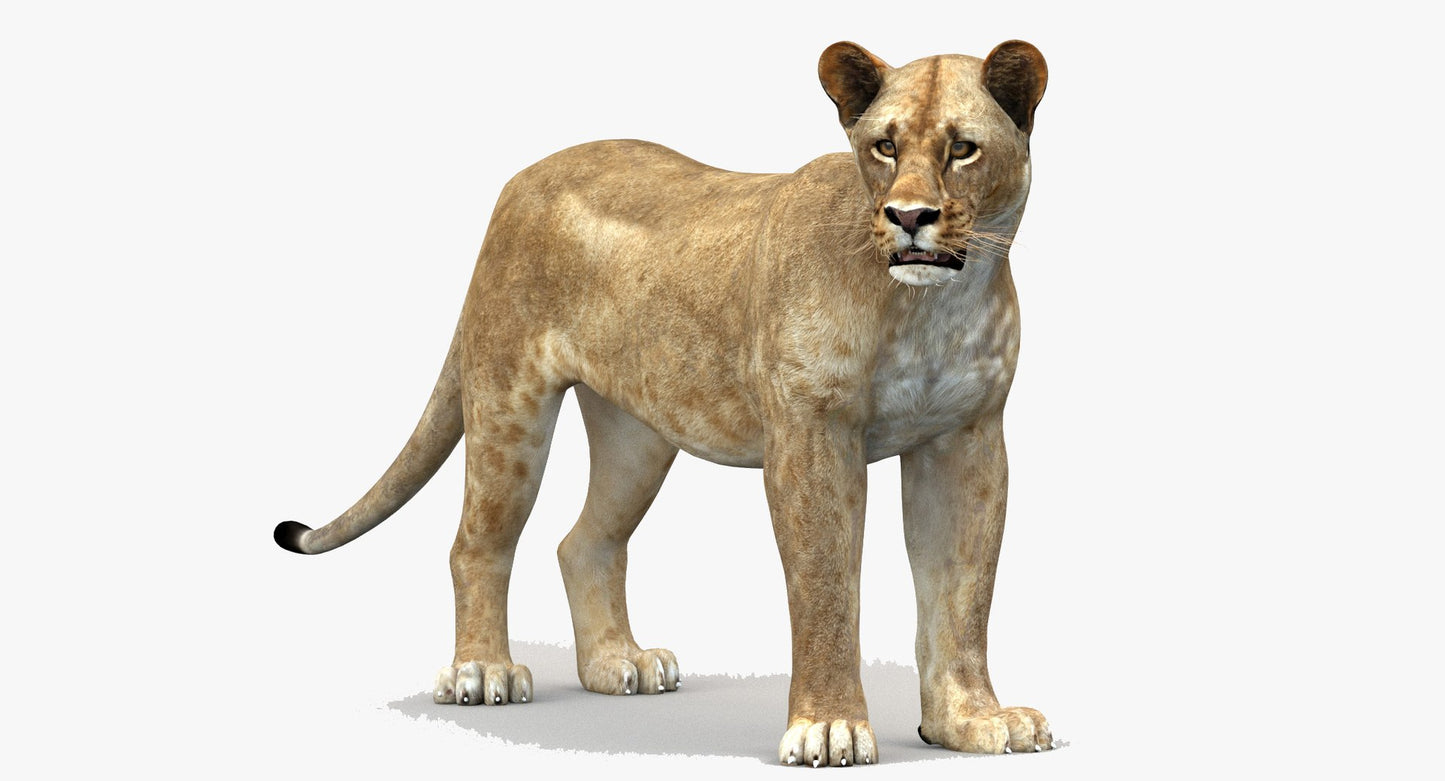 Lioness Rigged 3D Model