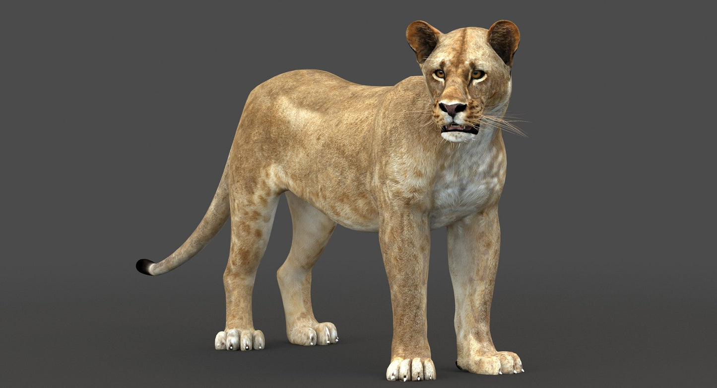 Lioness Rigged 3D Model