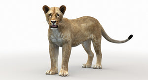 Lioness Rigged 3D Model
