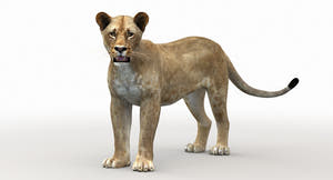 Lioness Rigged 3D Model Thumbnail