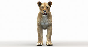 Rigged Lioness 3D Model - Low-Poly Thumbnail