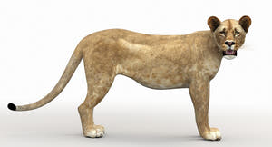 Rigged Lioness 3D Model - Low-Poly Thumbnail