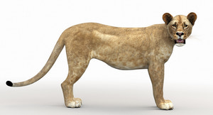 Lioness Rigged 3D Model Thumbnail