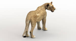 Lioness Rigged 3D Model Thumbnail