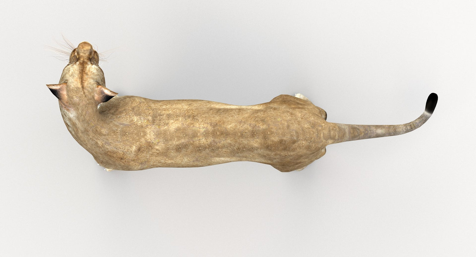 Lioness Rigged 3D Model