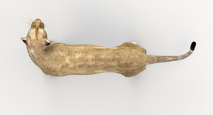 Lioness Rigged 3D Model Thumbnail