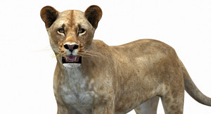 Lioness Rigged 3D Model Thumbnail
