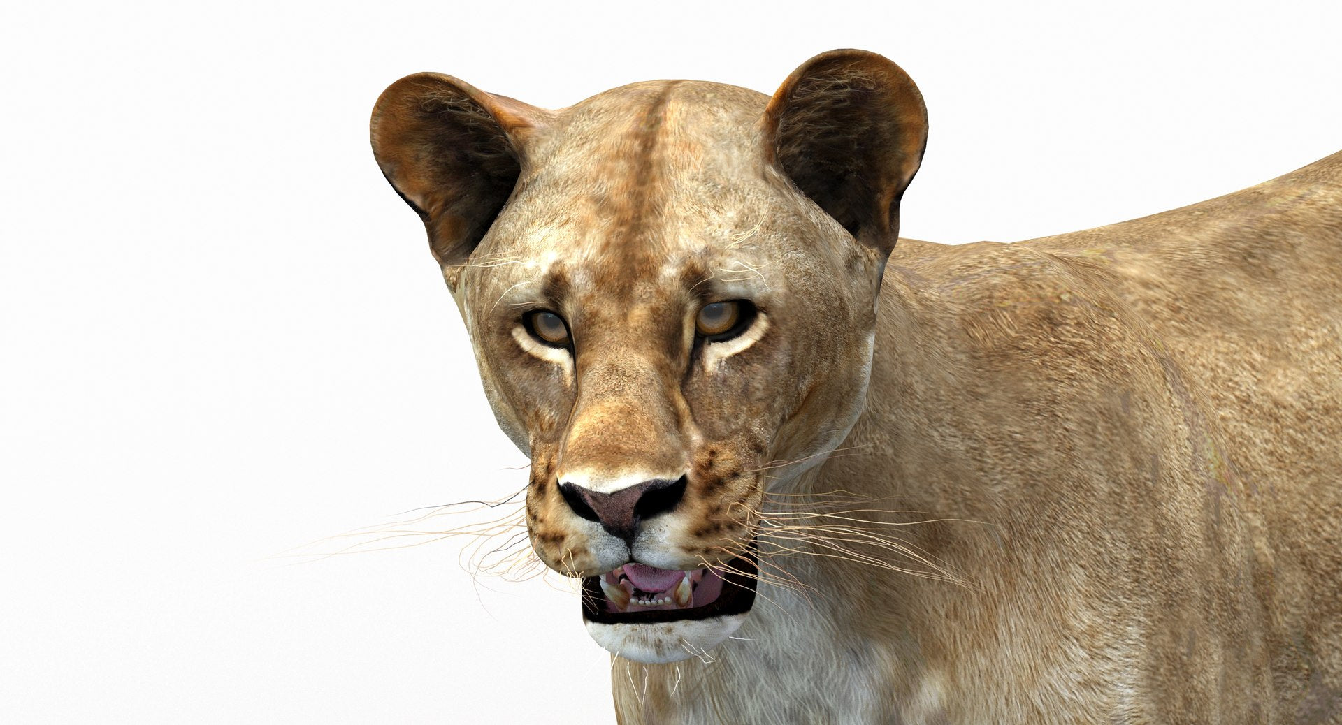 Lioness Rigged 3D Model