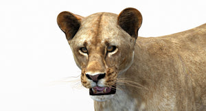 Lioness Rigged 3D Model Thumbnail