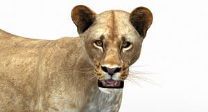 Rigged Lioness 3D Model - Low-Poly Thumbnail