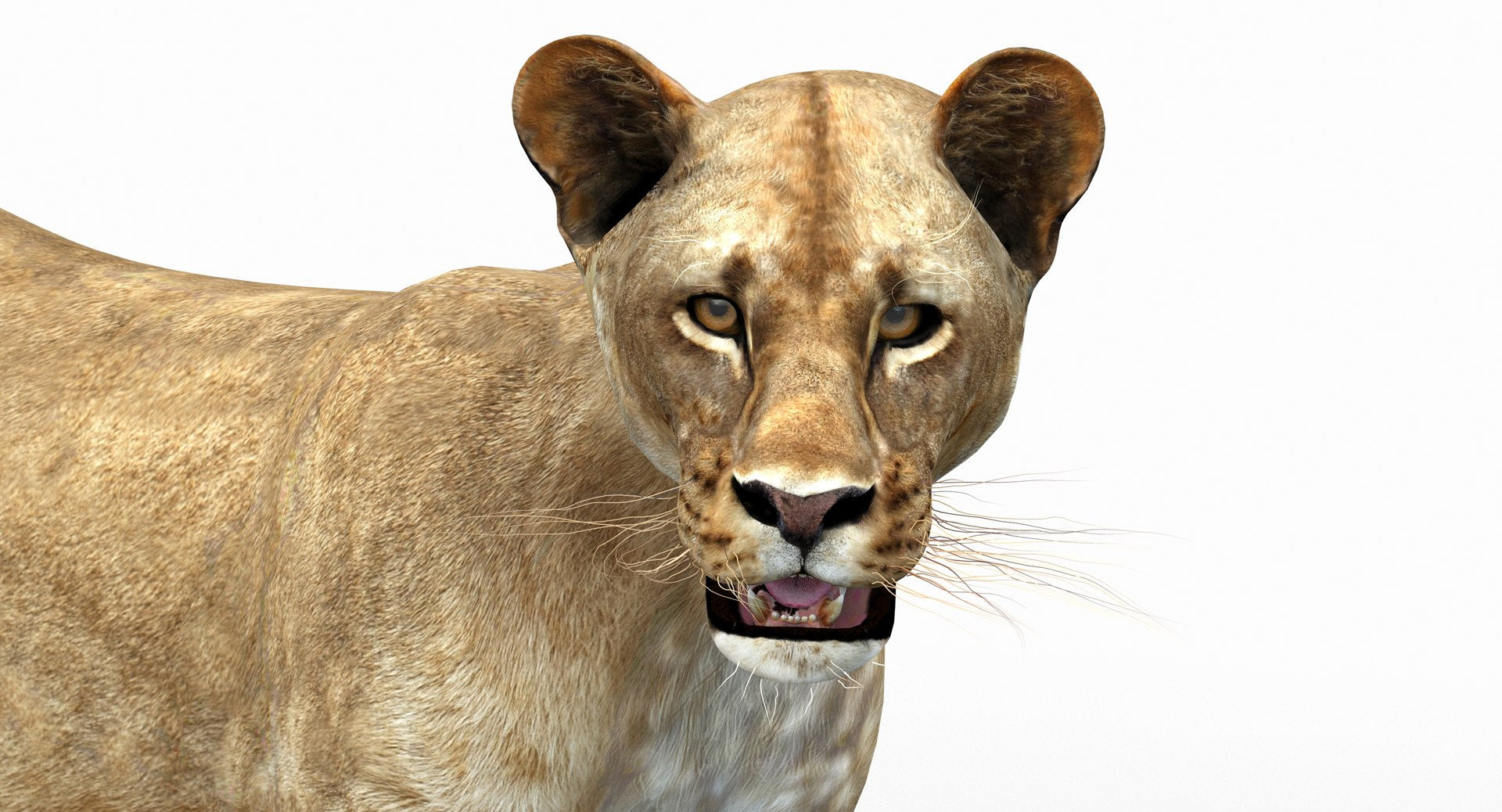 Lioness Rigged 3D Model