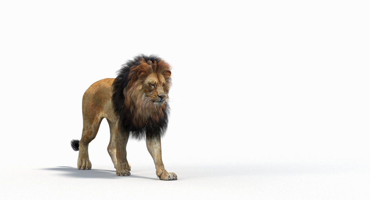 Animated Lion 3D Model - Game-Ready - 360 Degree View