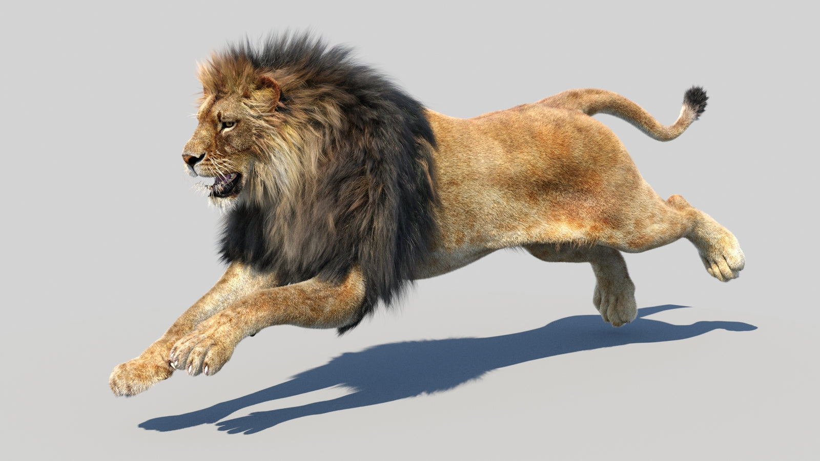 Animated Lion 3D Model Fur 360° view 5 frame 1
