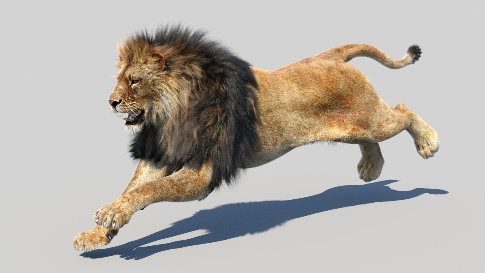 Animated Lion 3D Model Fur 360° view 5 frame 2