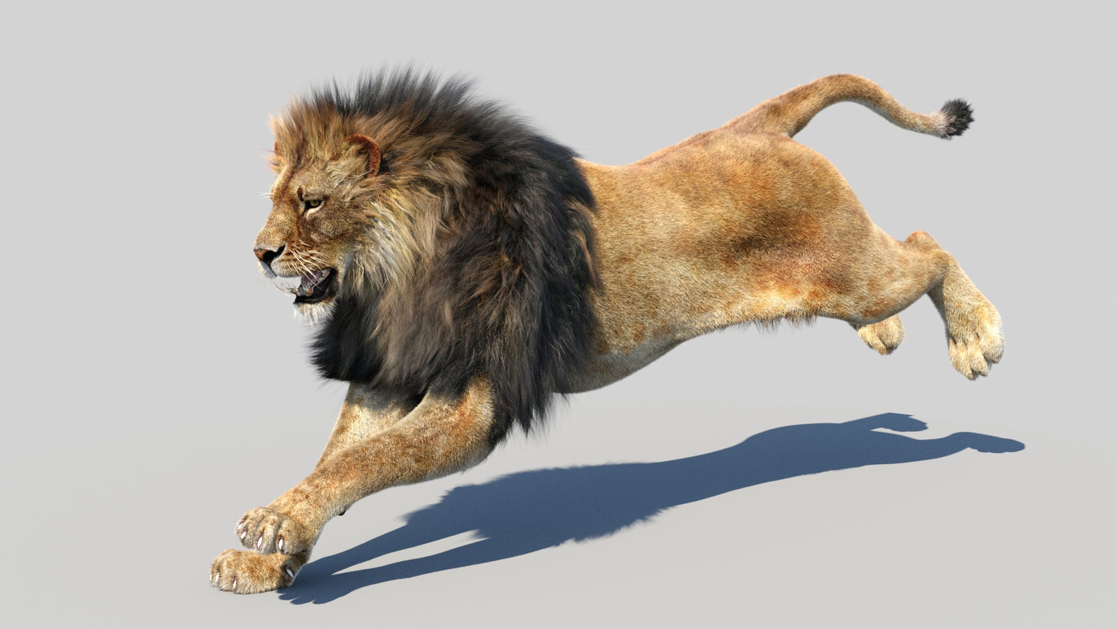 Animated Lion 3D Model Fur 360° view 5 frame 3