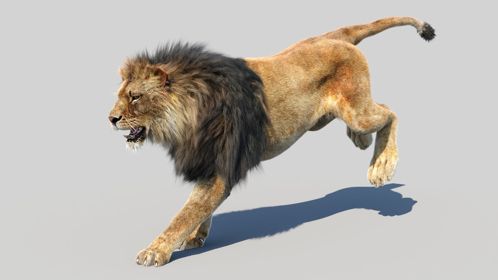 Animated Lion 3D Model Fur 360° view 5 frame 7