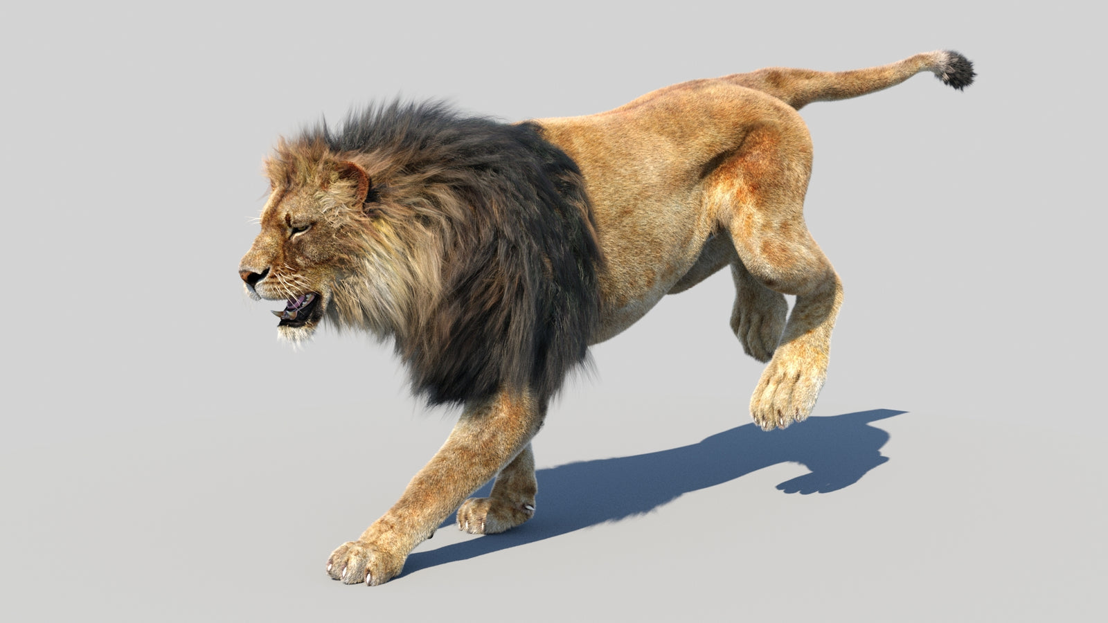 Animated Lion 3D Model Fur 360° view 5 frame 8