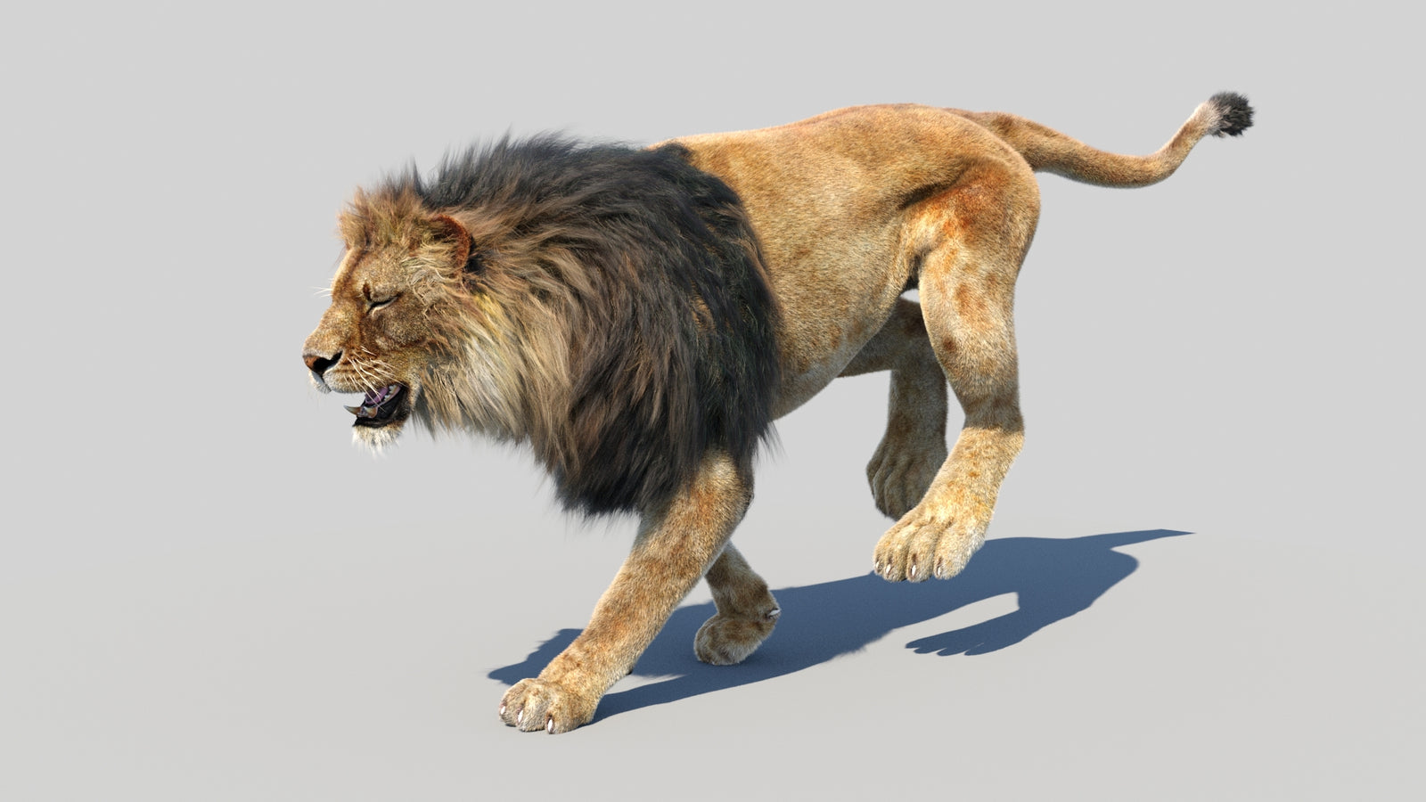 Animated Lion 3D Model Fur 360° view 5 frame 9