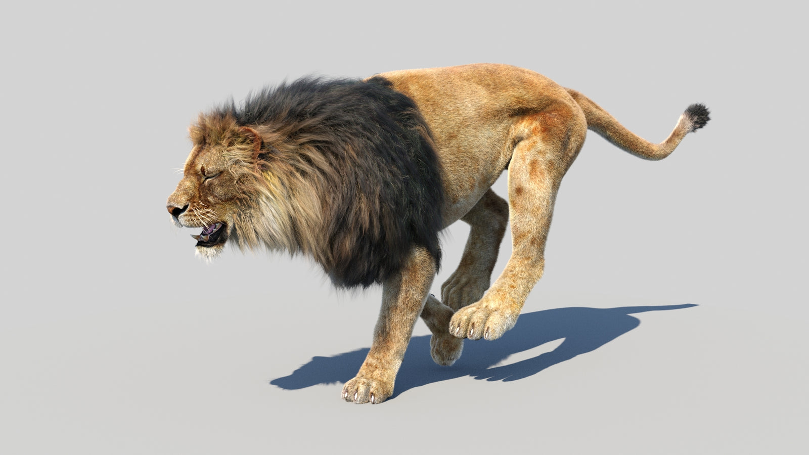Animated Lion 3D Model Fur 360° view 5 frame 10