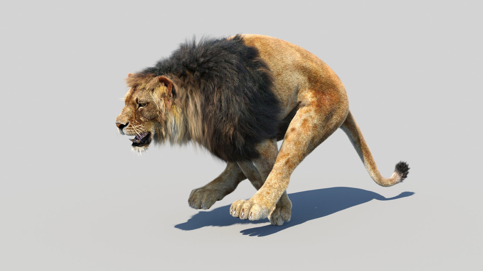 Animated Lion 3D Model Fur 360° view 5 frame 13